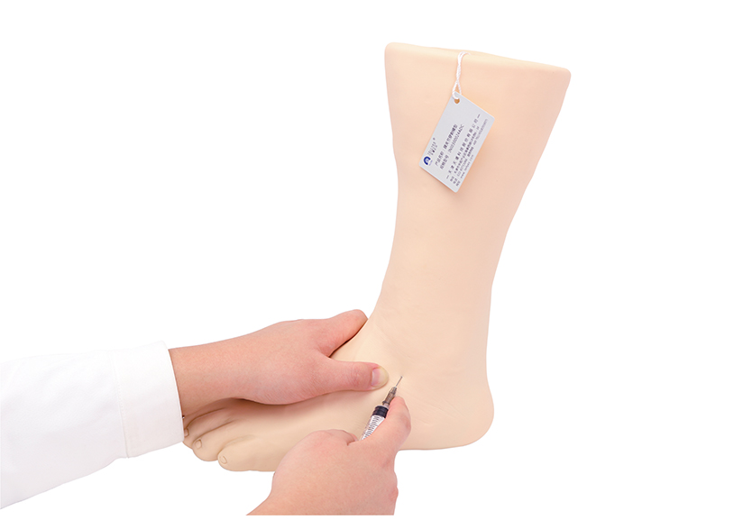 踝关节穿刺模型